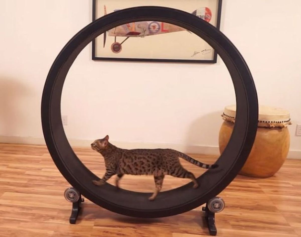 This Cat Exercise Wheel Just Raised Over $285,000