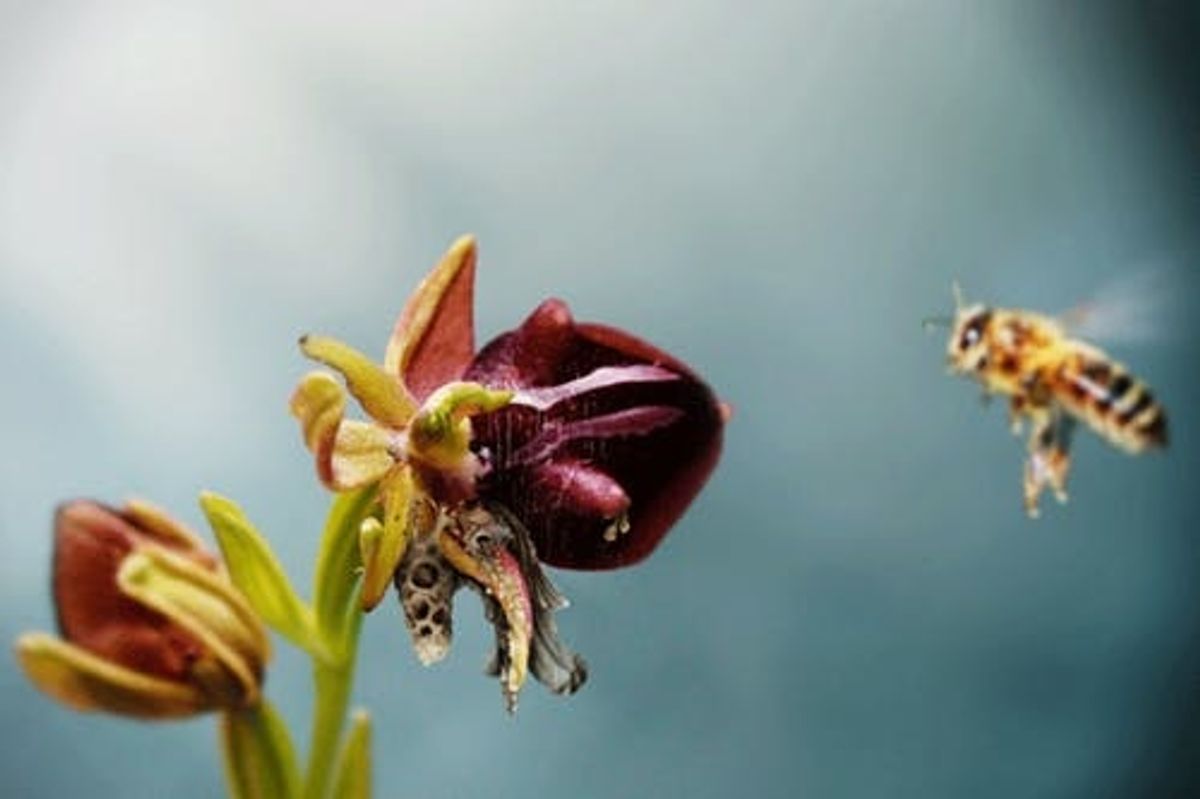 3D Printing Bees Could Make Way More Than Honey