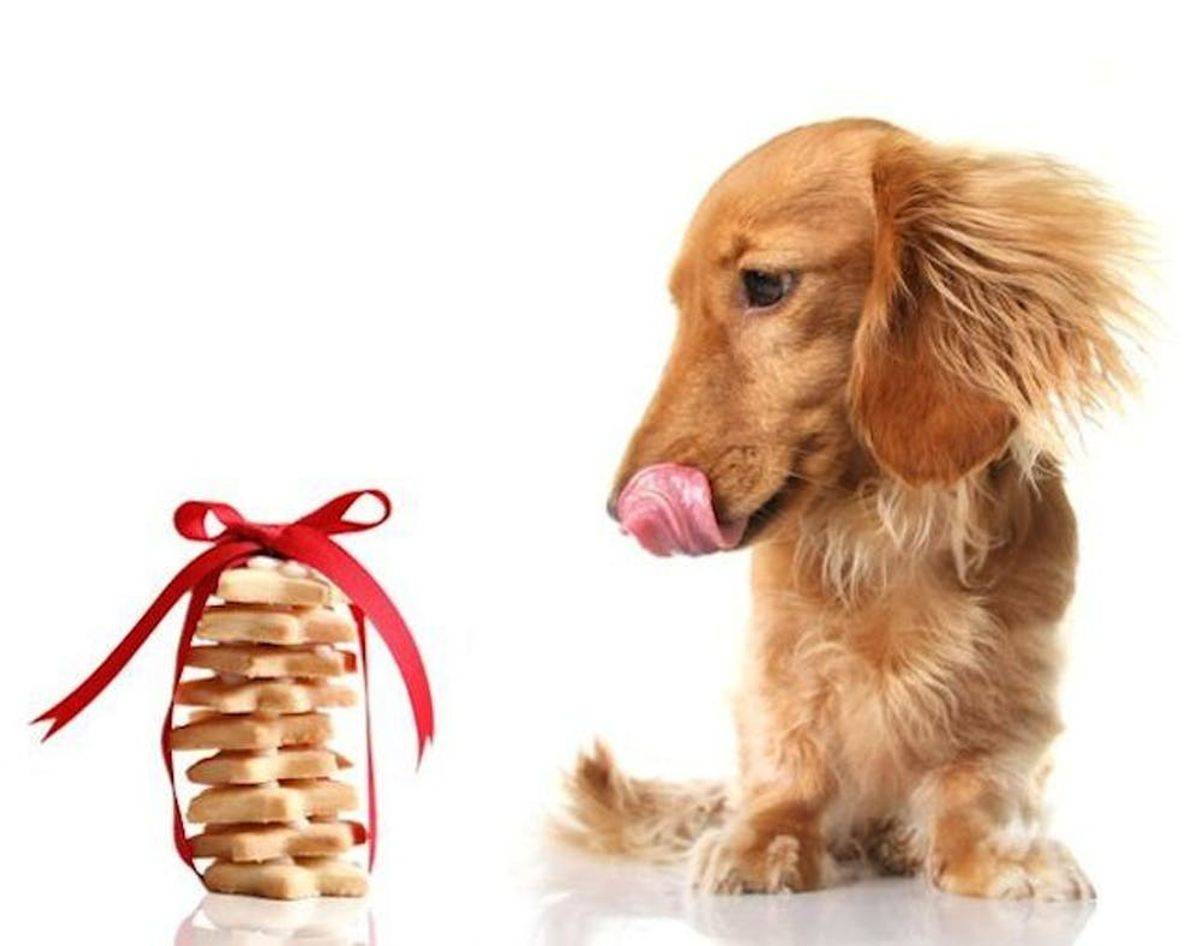 15 Healthy + Homemade Dog Treats for Your Pup