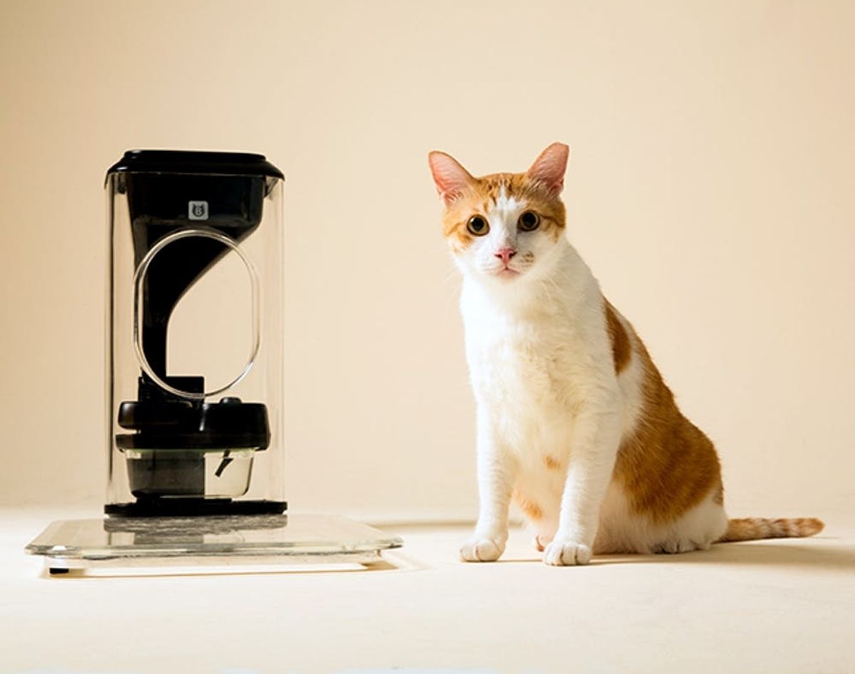 This Gadget Feeds Your Cat Using Facial Recognition Software