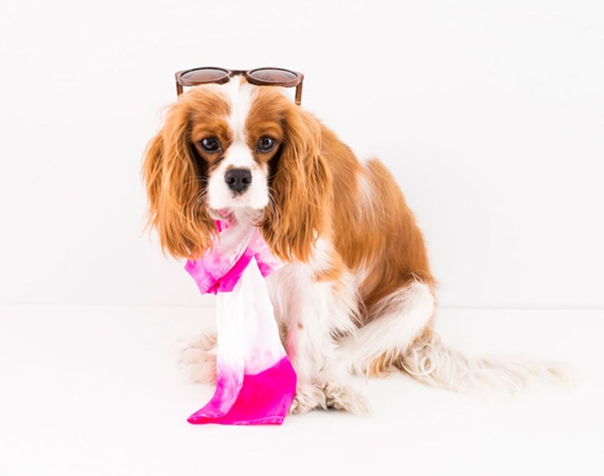 DogVacay Will Help You Find a Dog Sitter During Your Summer Vacation
