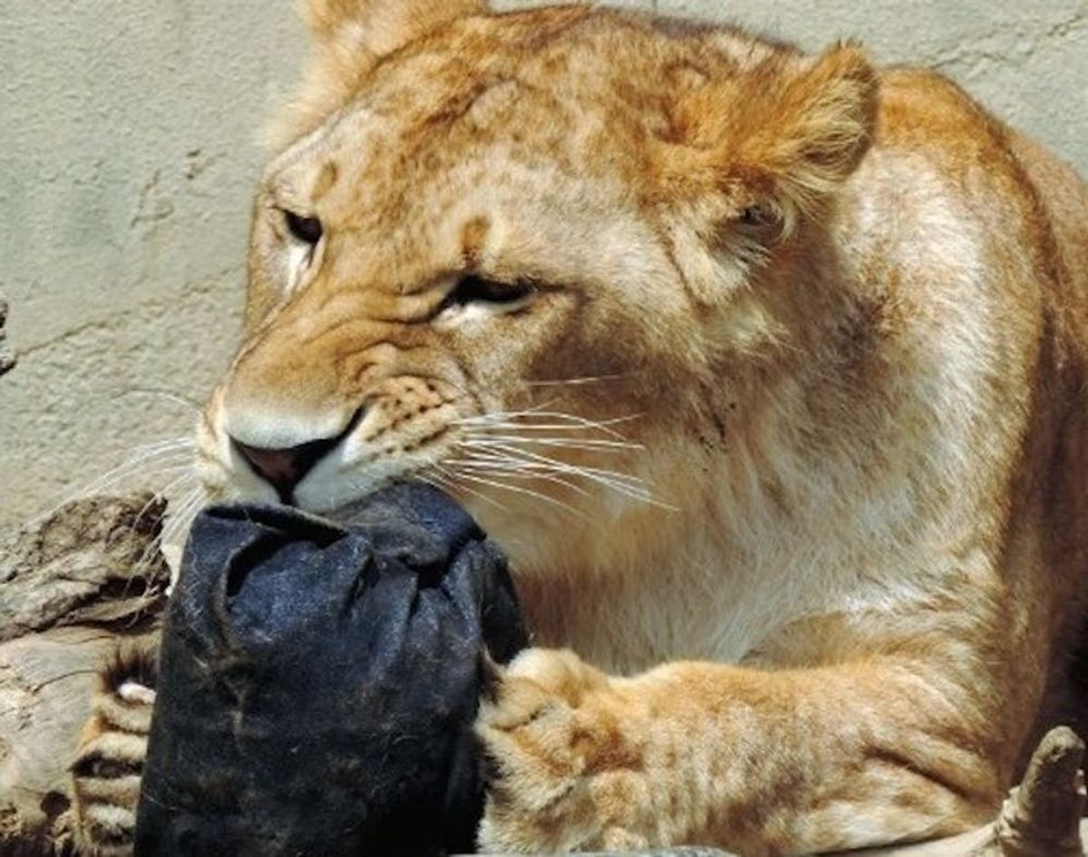 This Lion Made You a Pair of Jeans