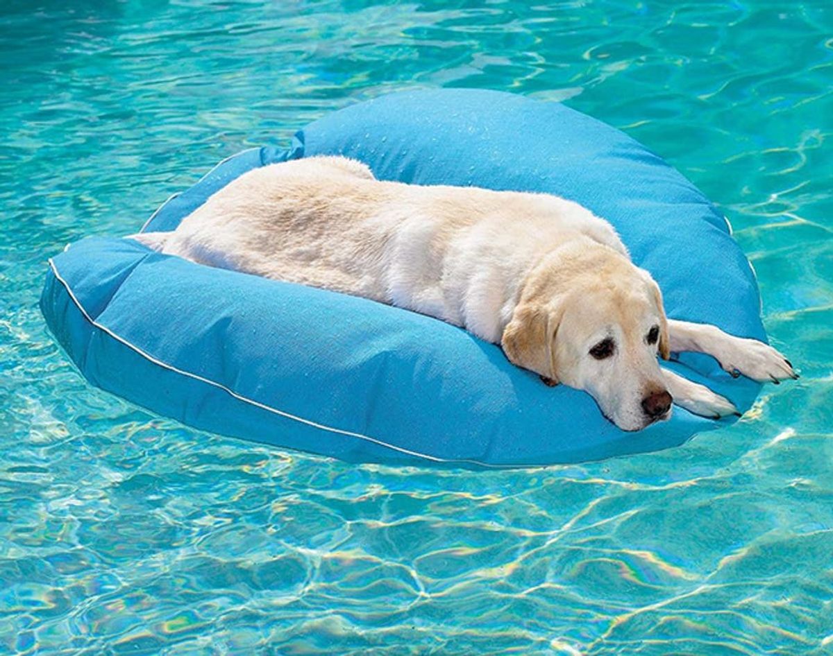 12 Summer Accessories to Keep Your Pets Cool