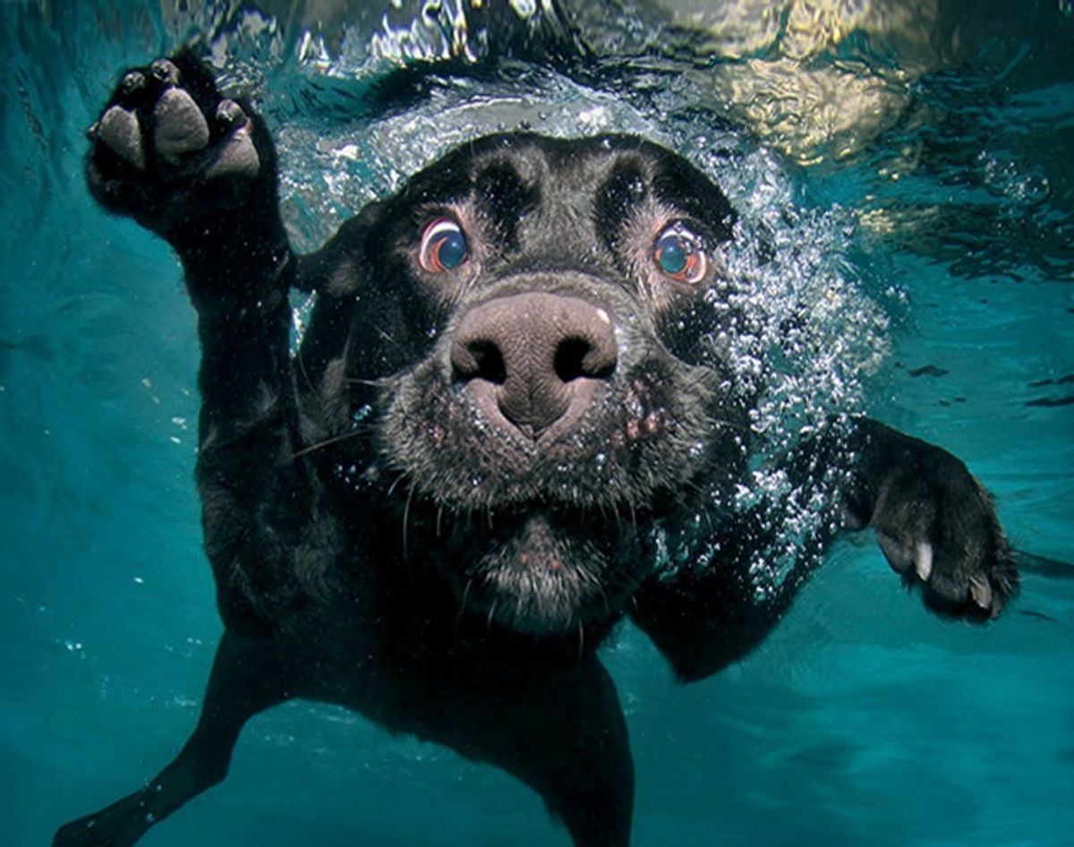 Underwater Dogs Is Seriously the Best Thing Ever
