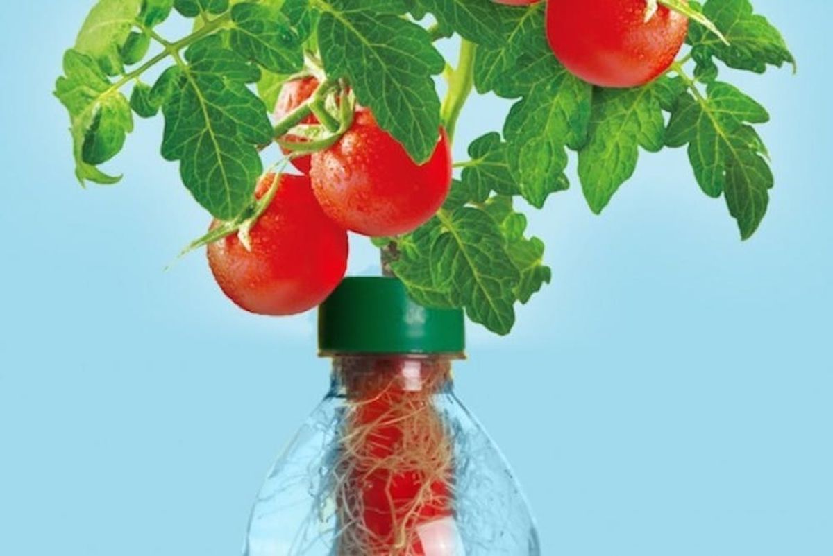 How to Turn Plastic Bottles Into Veggie Gardens