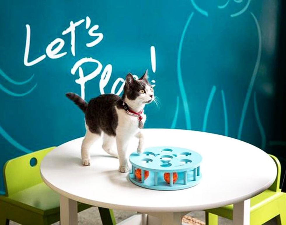 Come Inside the First Ever Pop-Up Cat Cafe (Curiosity Is Safe Here!)