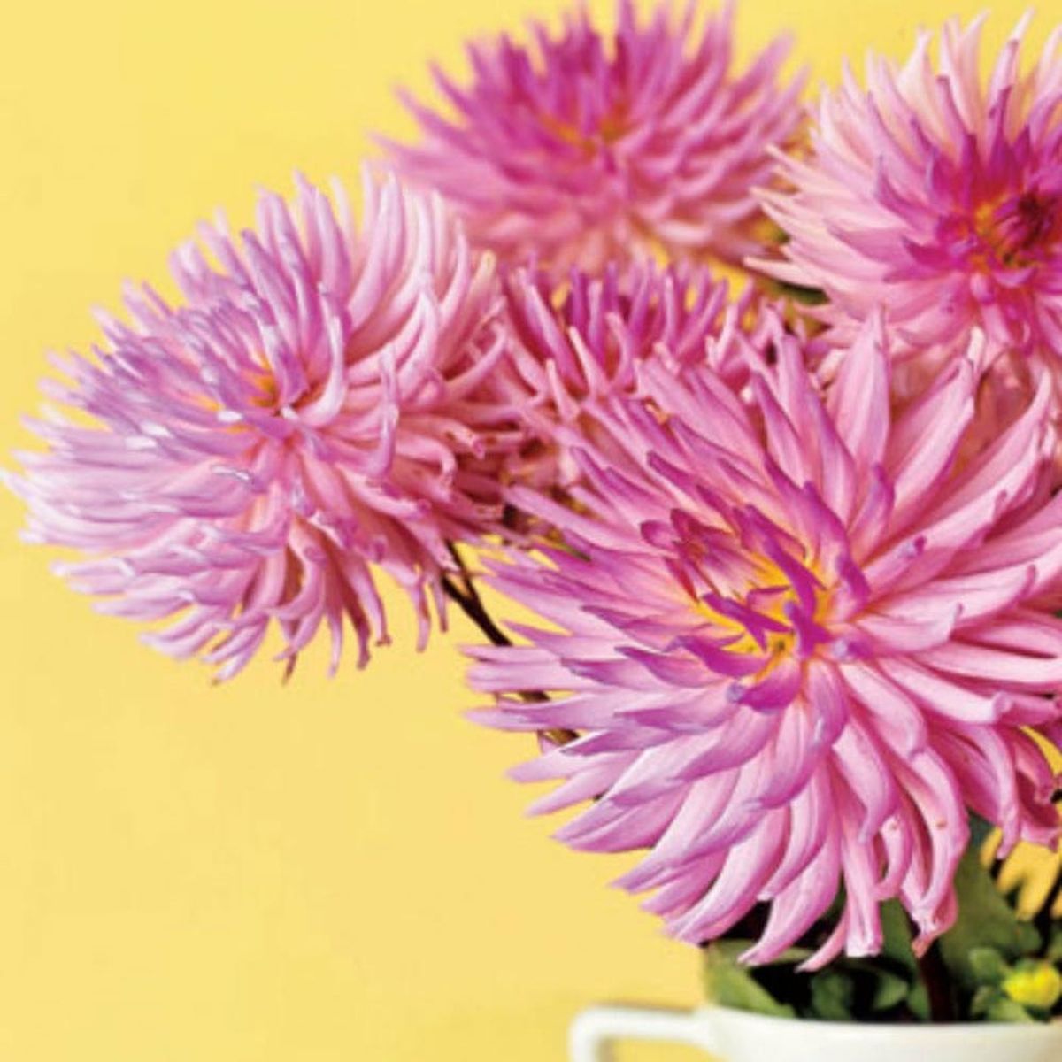 19 Gorgeous Blooms to Inspire Your Green Thumb