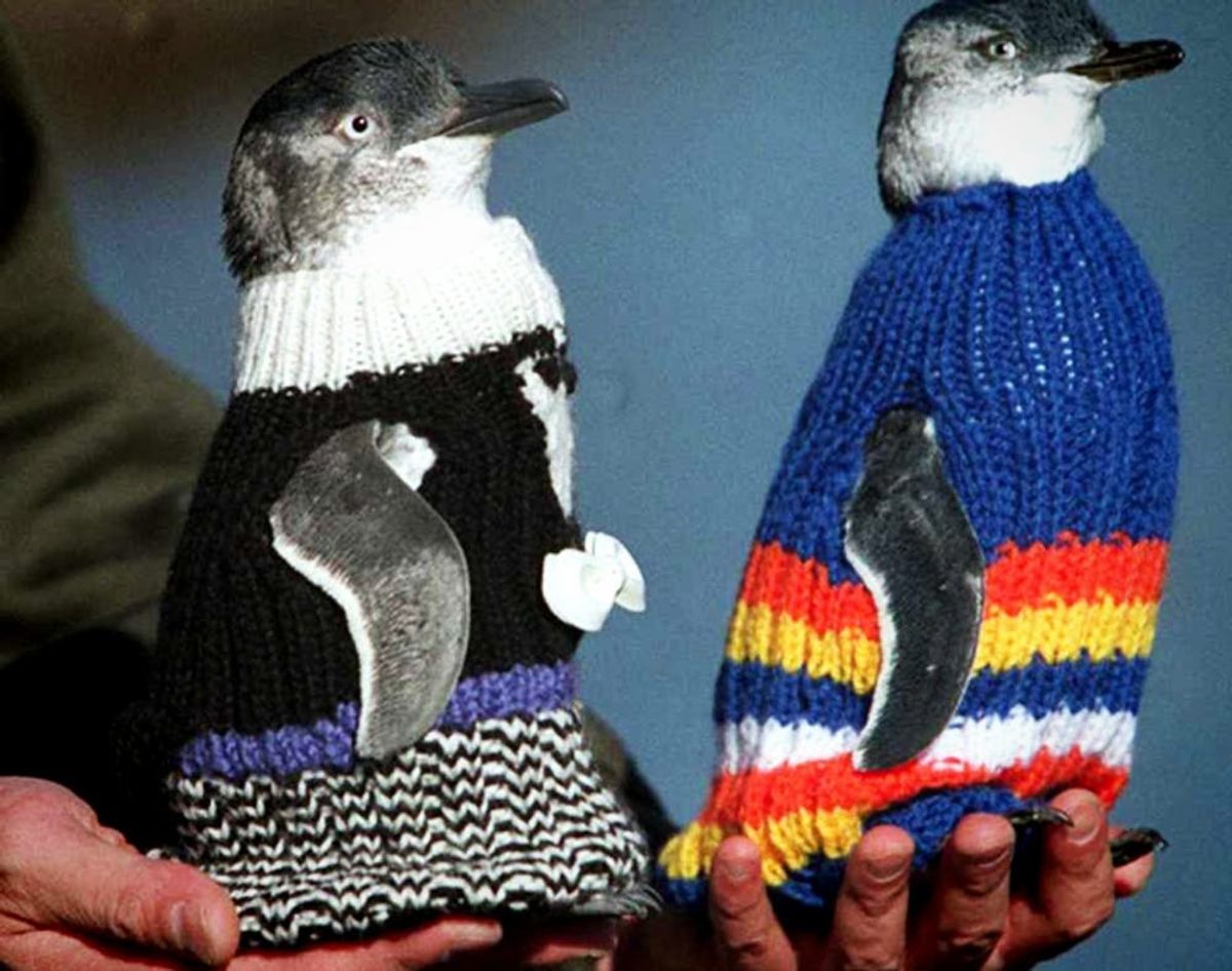 How to Use Your Knitting Skills to Literally Save Penguin’s Lives <3