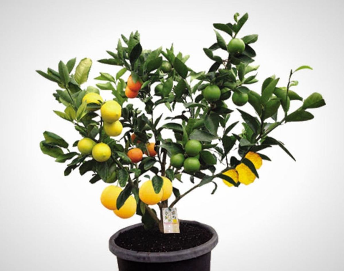 WTF?! This 1 Tree Grows 7 Different Kinds of Fruit. No Joke!