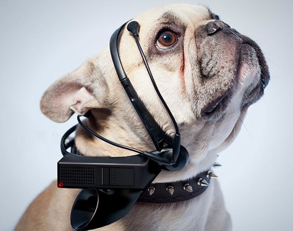 Read Your Dog’s Mind (Literally!) With This Insane Gadget