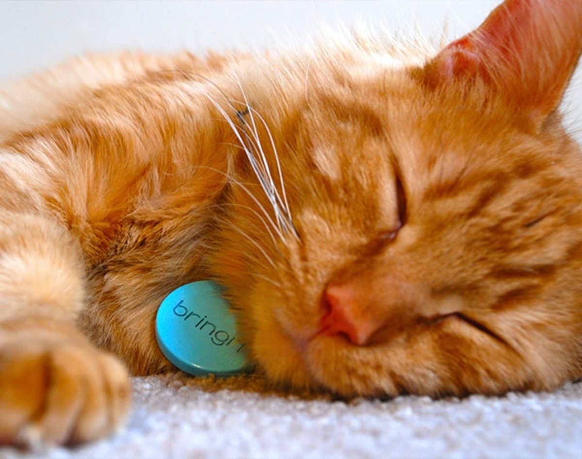 Your Missing Cat is Found Thanks to This Know-it-All Tracking Device
