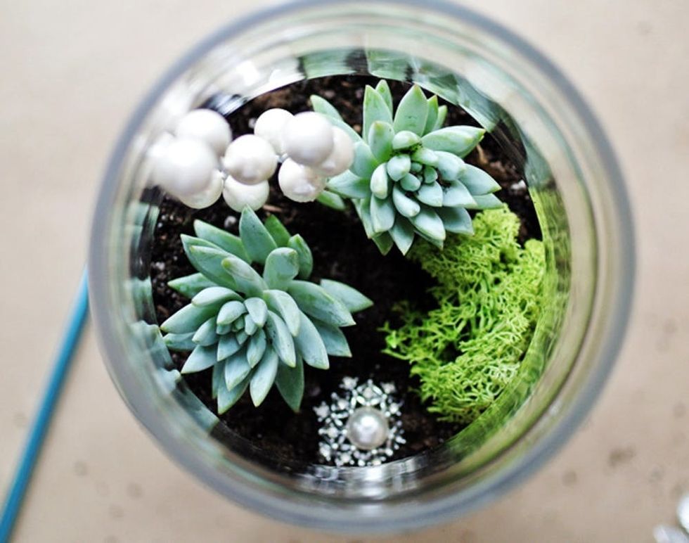 Wild Roots - We have a few Terrariums available! These are