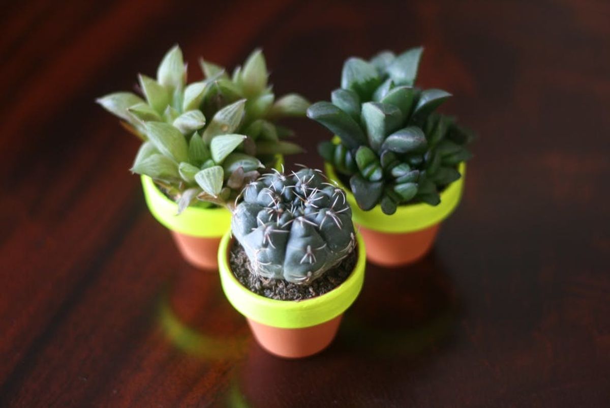 From Cider to Succulents: 12 DIY Gift Ideas for the Hostess