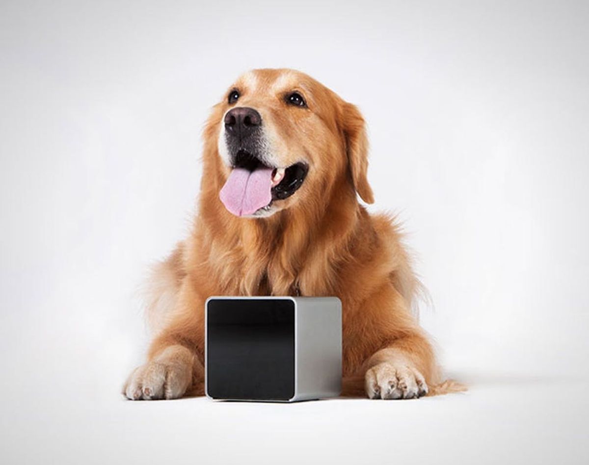 Petcube Lets You Play With Your Dog From Anywhere