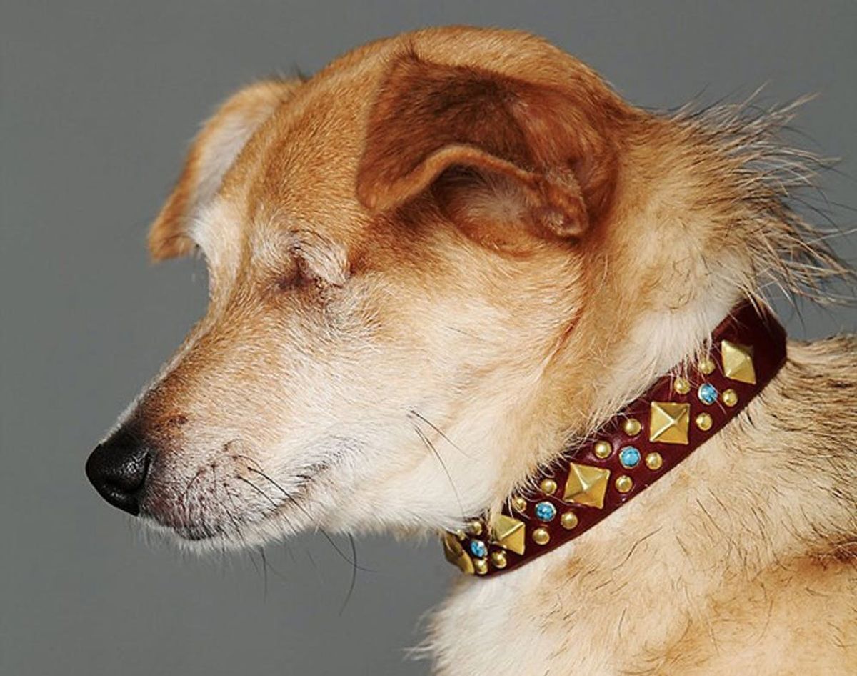 13 Stylish Collars and Leashes for Your Pup