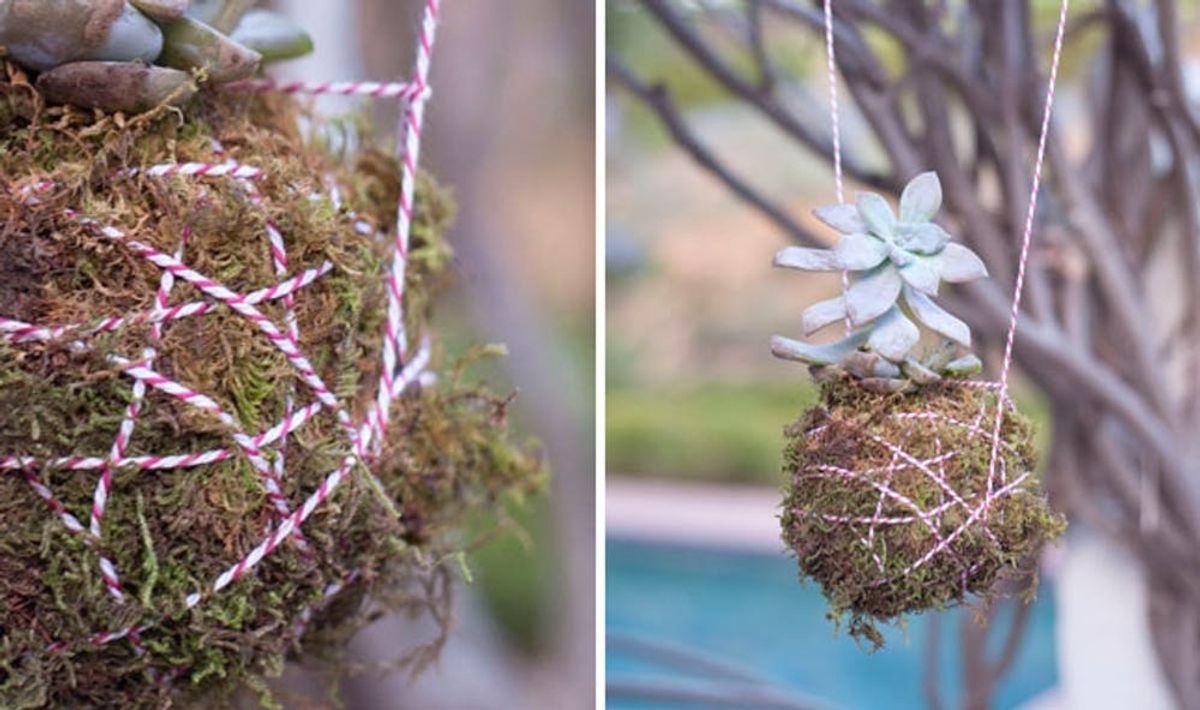 How to Create a Hanging Succulent Planter