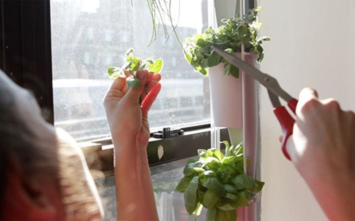 Windowfarms Turns Any Window into an Edible Garden