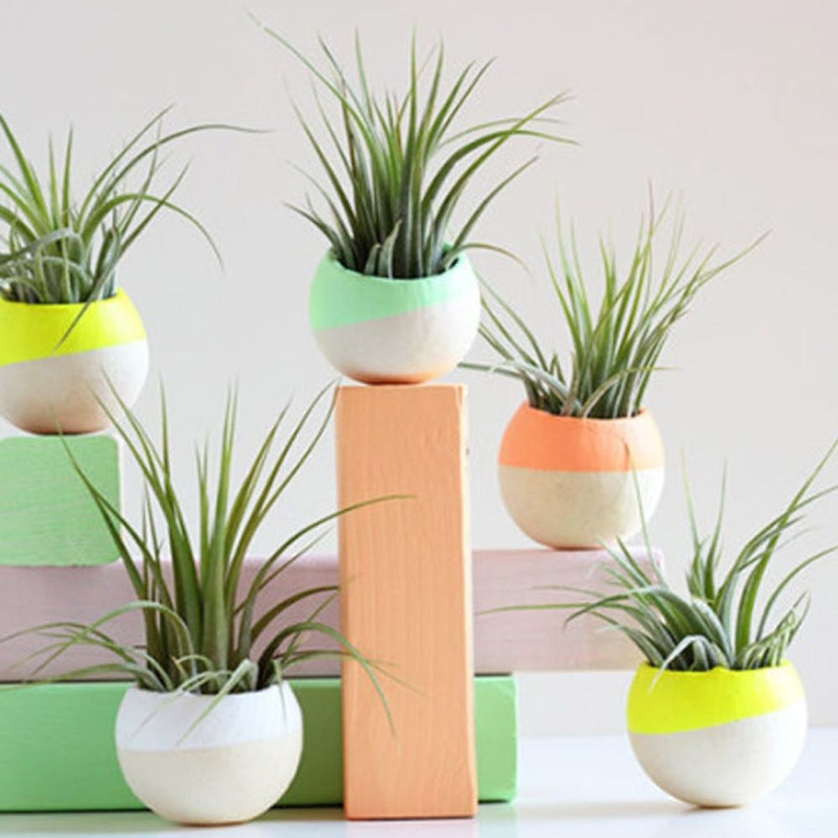 14 Ways to Decorate With Air Plants (aka the New Succulent!)