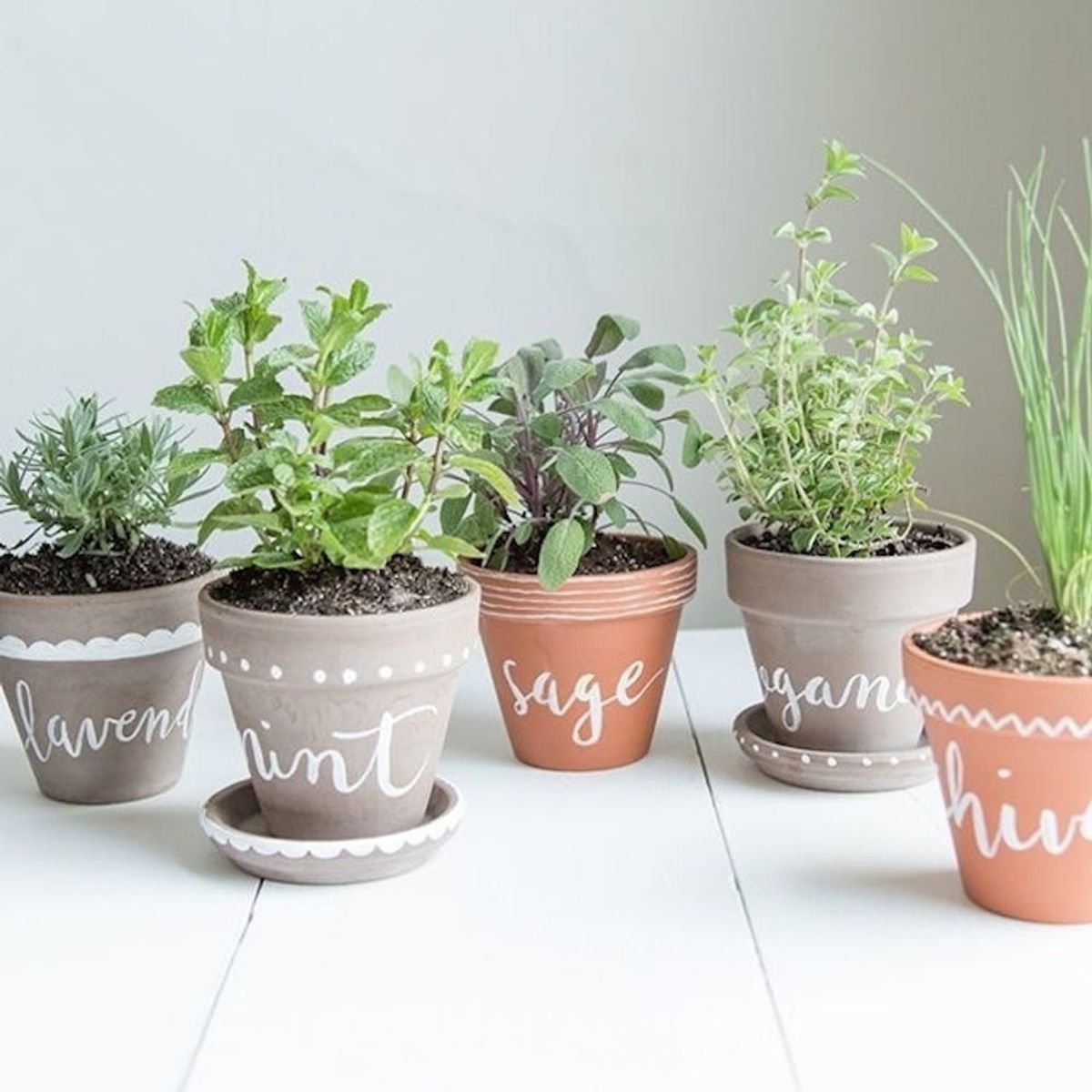 10 Tiny Herb Garden Ideas That Will Fit in Any Apartment