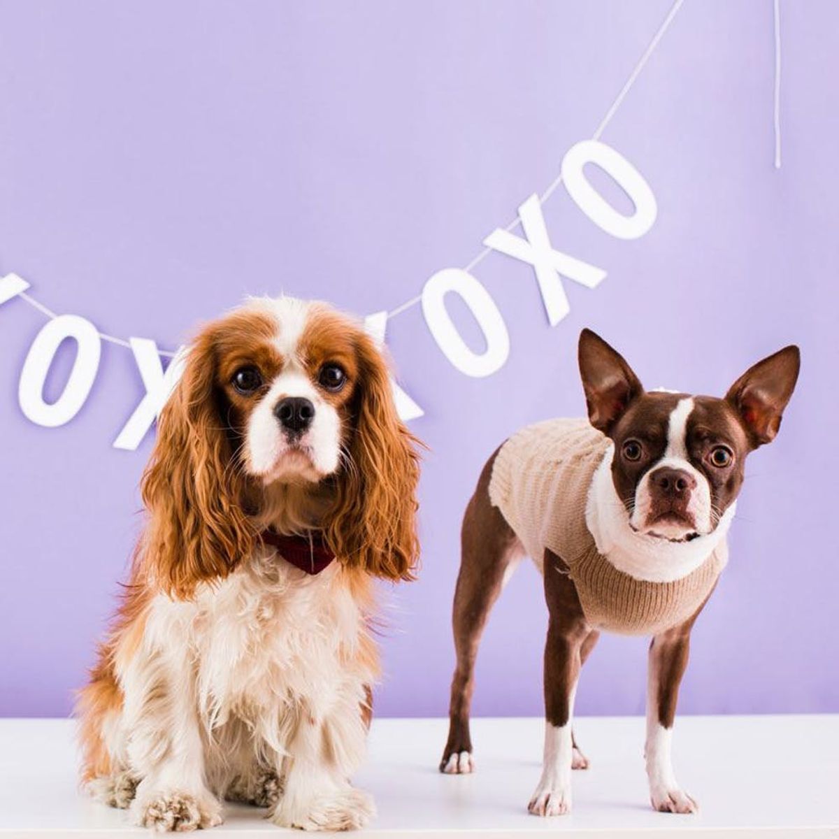 This Will Make You Want to Adopt a Puppy More Than You Already Do