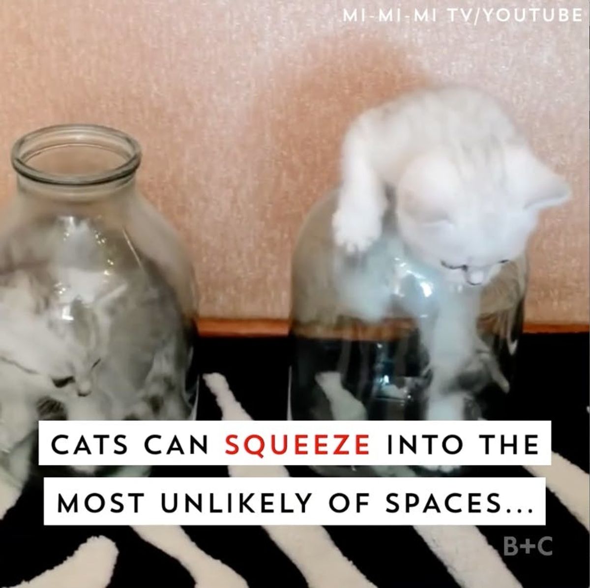 Cats Can Squeeze Into the Most Unlikely Places