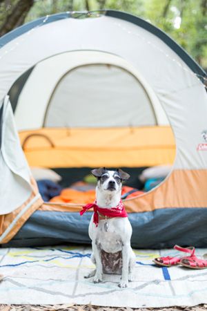camping with dog best camping gear