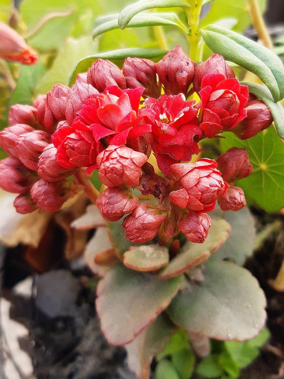 18 Easy and Colorful House Plants That Are Hard to Kill Brit + Co