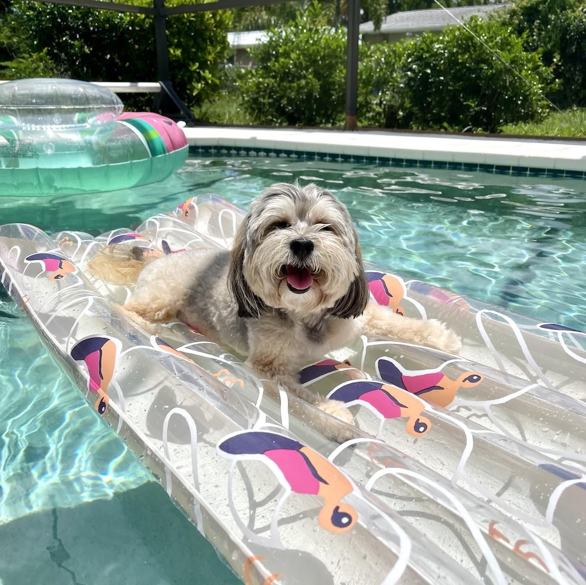 cute dog on a colorful pool float