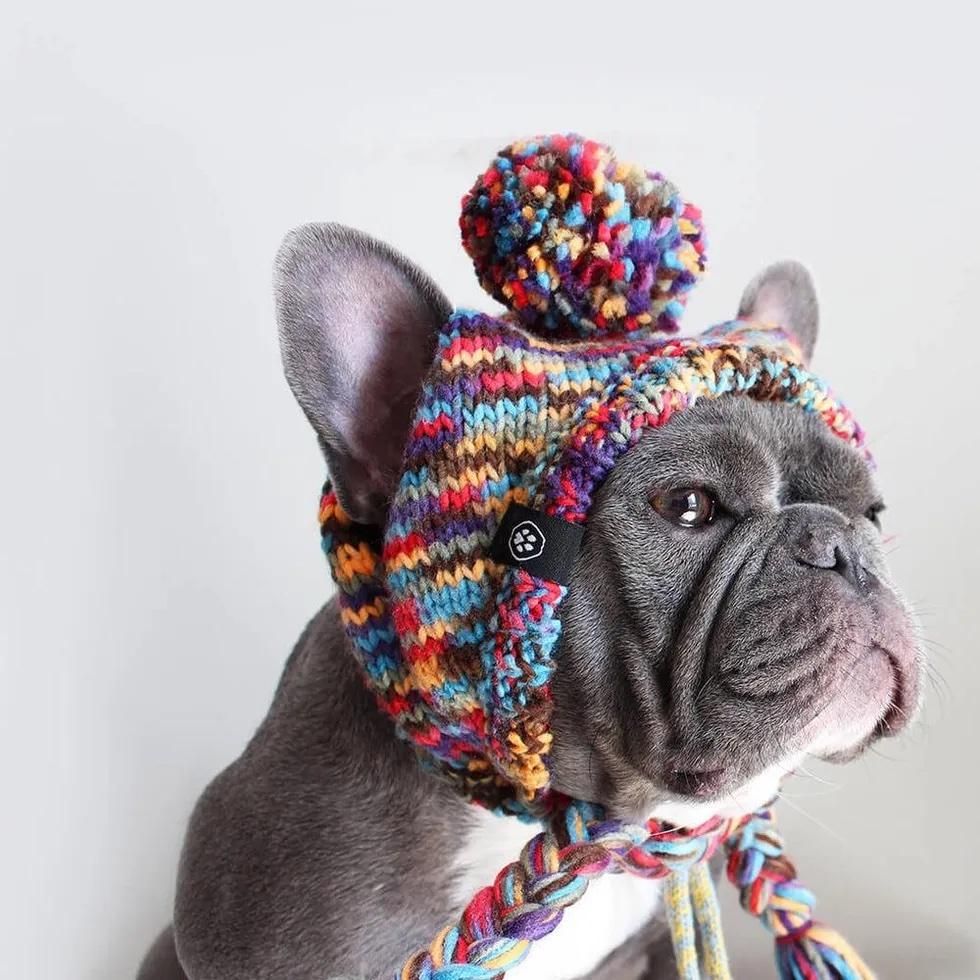 cute and colorful dog winter clothes