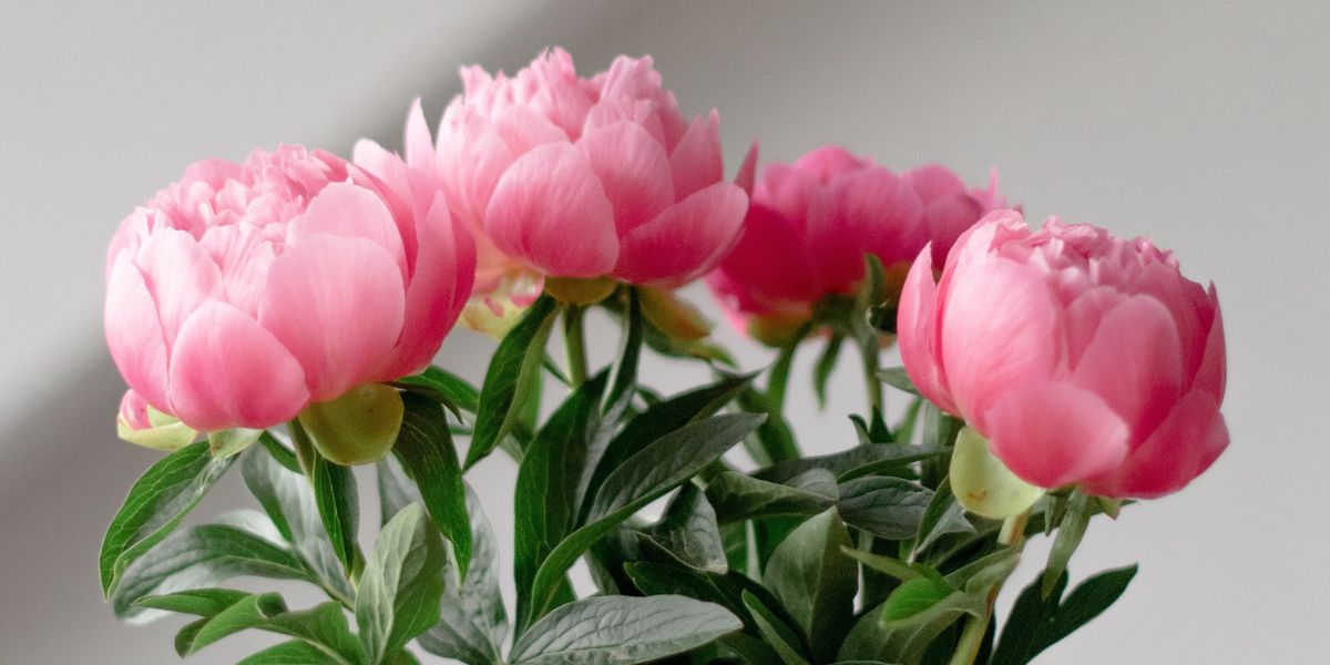 These Are The 10 Most Popular Flowers In The U.S. - Brit + Co