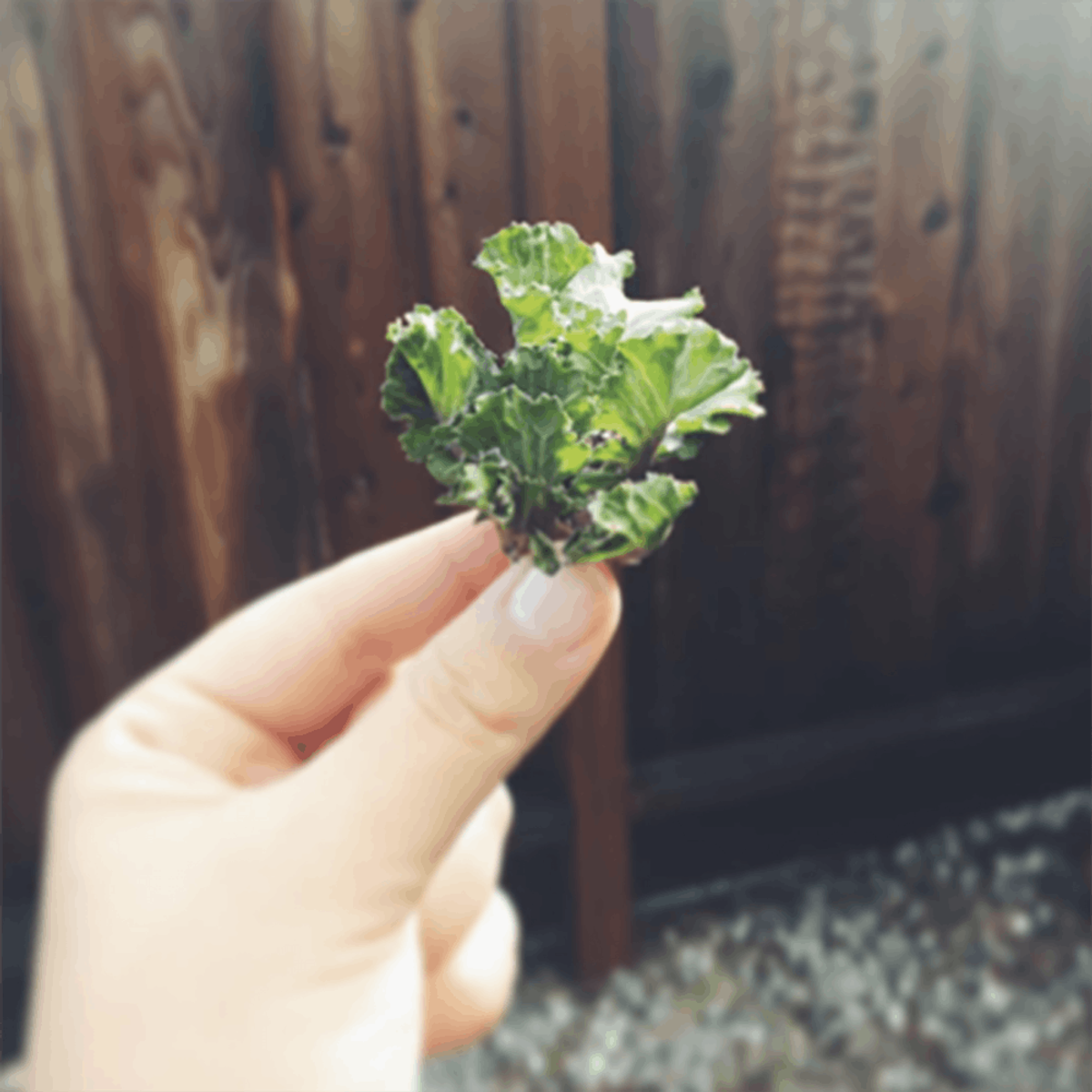 Introducing Kalettes: The Brussels Sprout + Kale Hybrid Your Thanksgiving Feast Needs