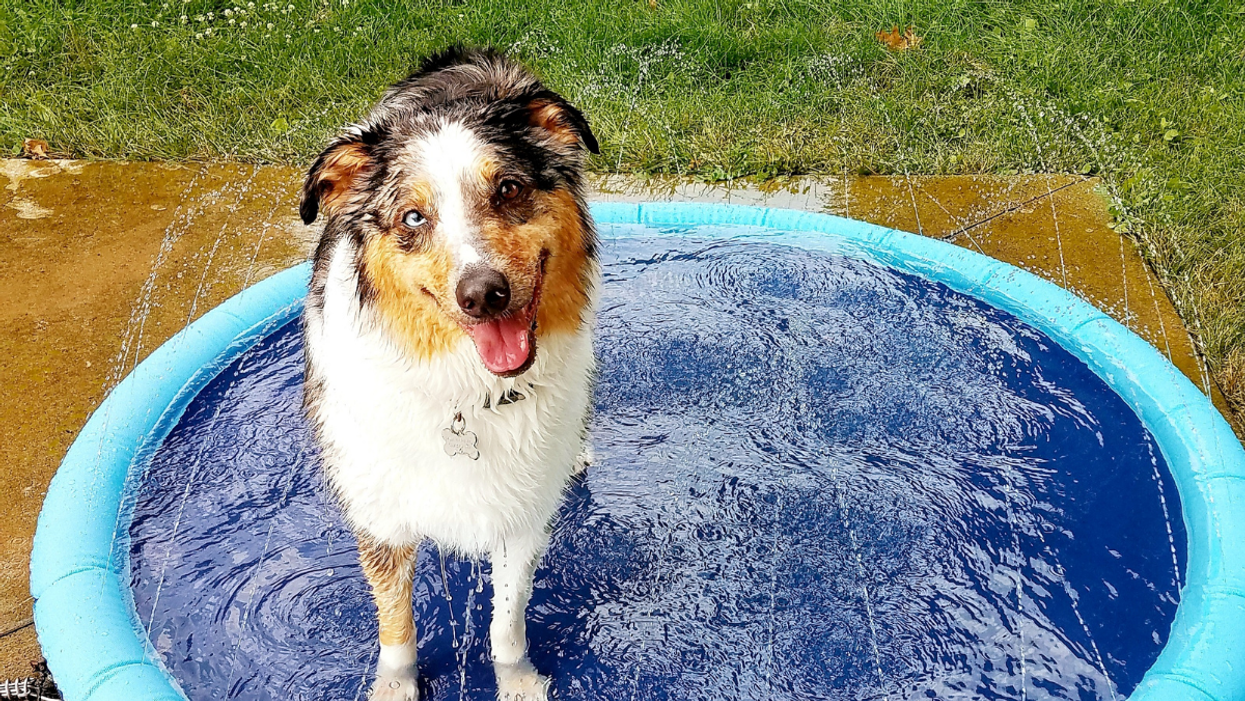 Have The Coolest Pet On The Block With These 35 Fun Accessories