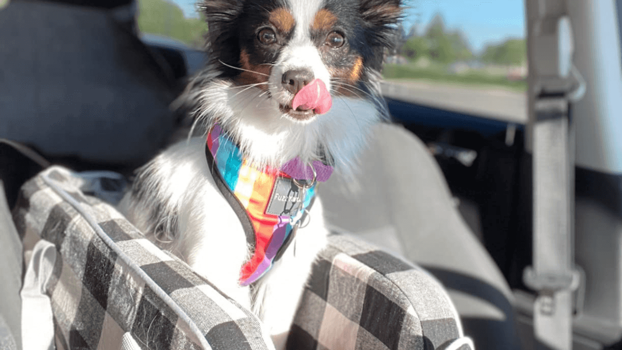 35 Amazon Finds That Your Pets Will Love This Christmas