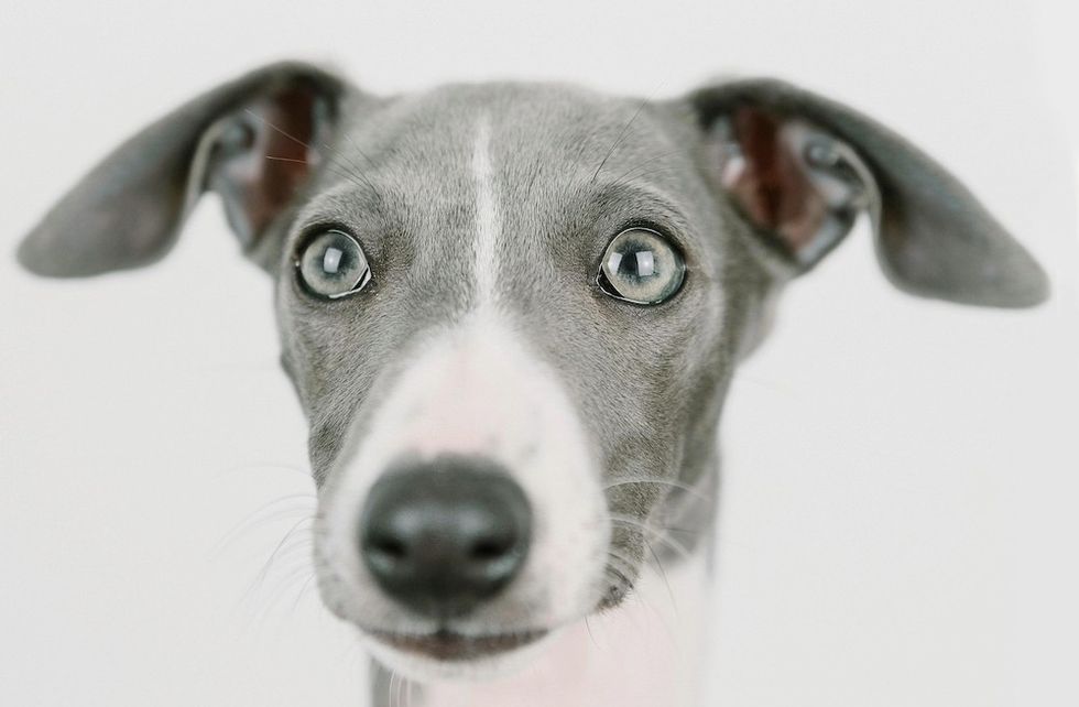 Italian Greyhound