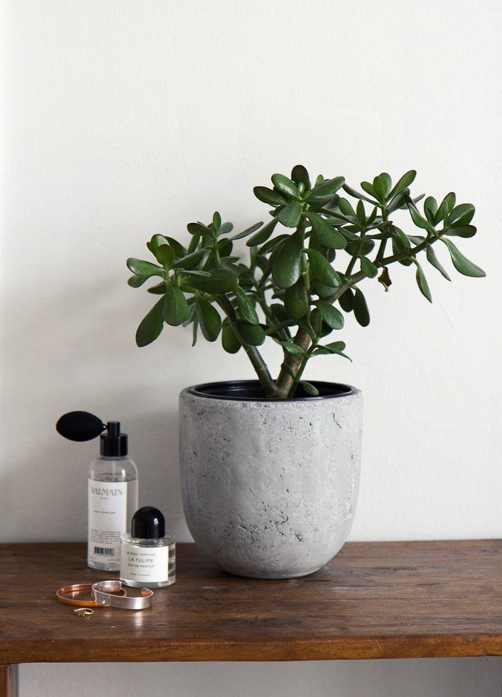 Jade Plant