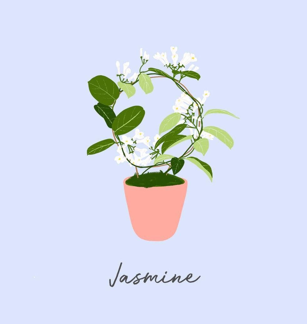 Jasmine houseplant