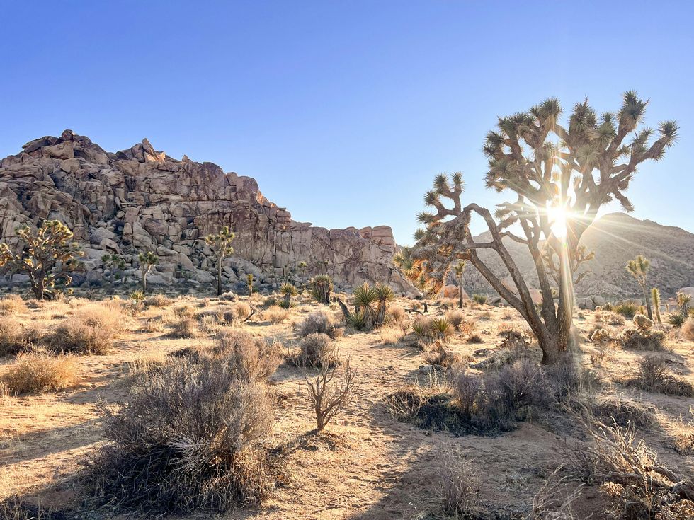 Joshua Tree, California