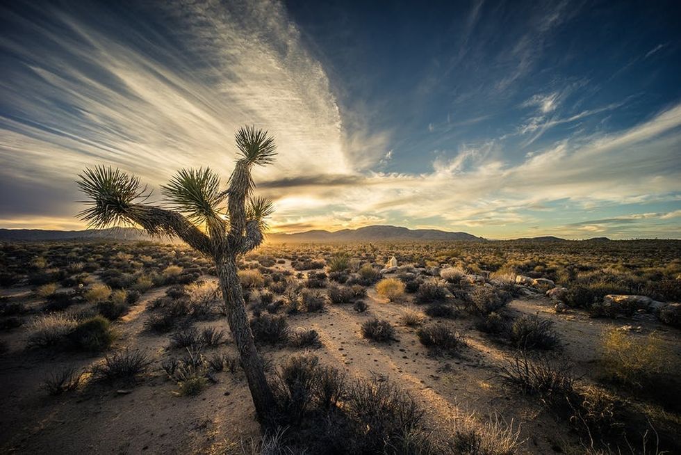 Joshua Tree