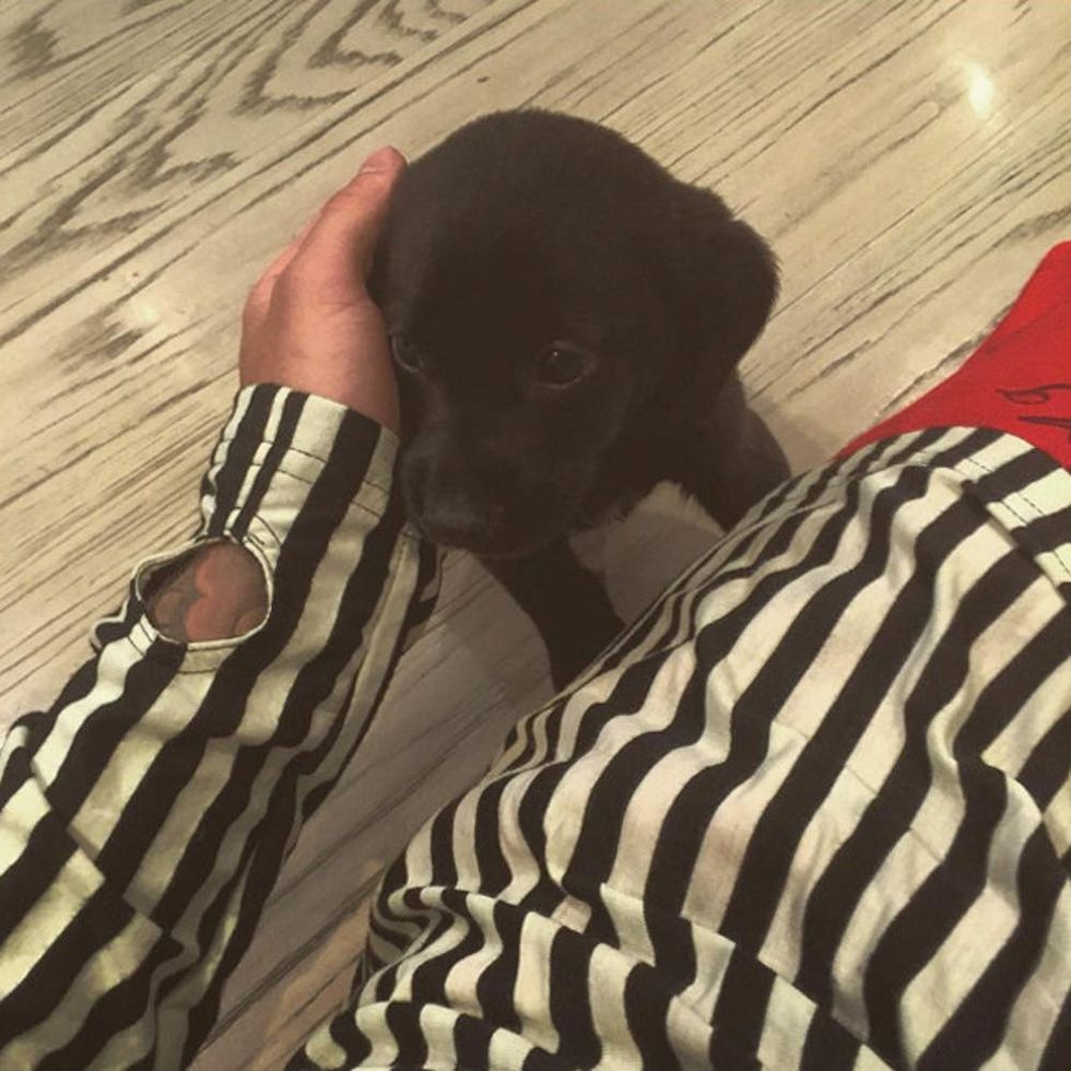 Justin Bieber puppy
