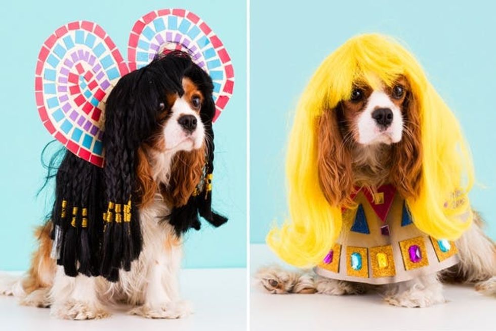 katy perry dog costume