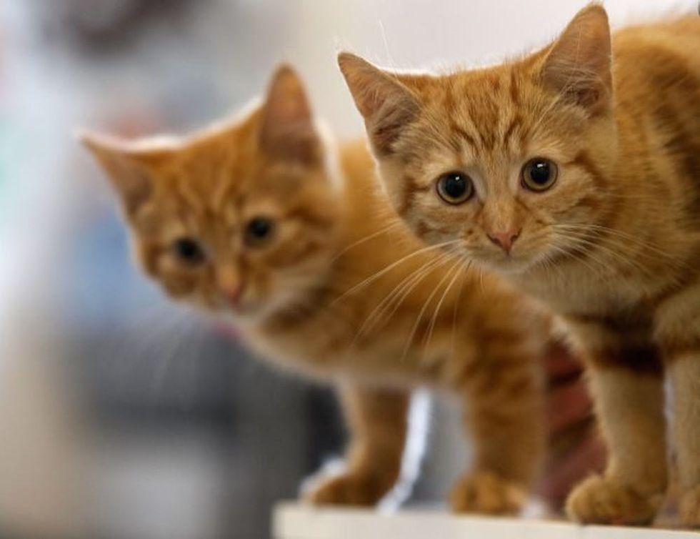 kittens