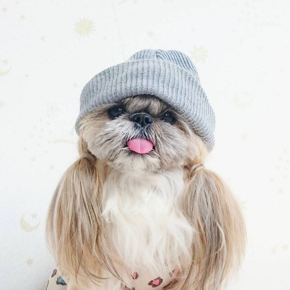 Kuma the Shih Tzu 5