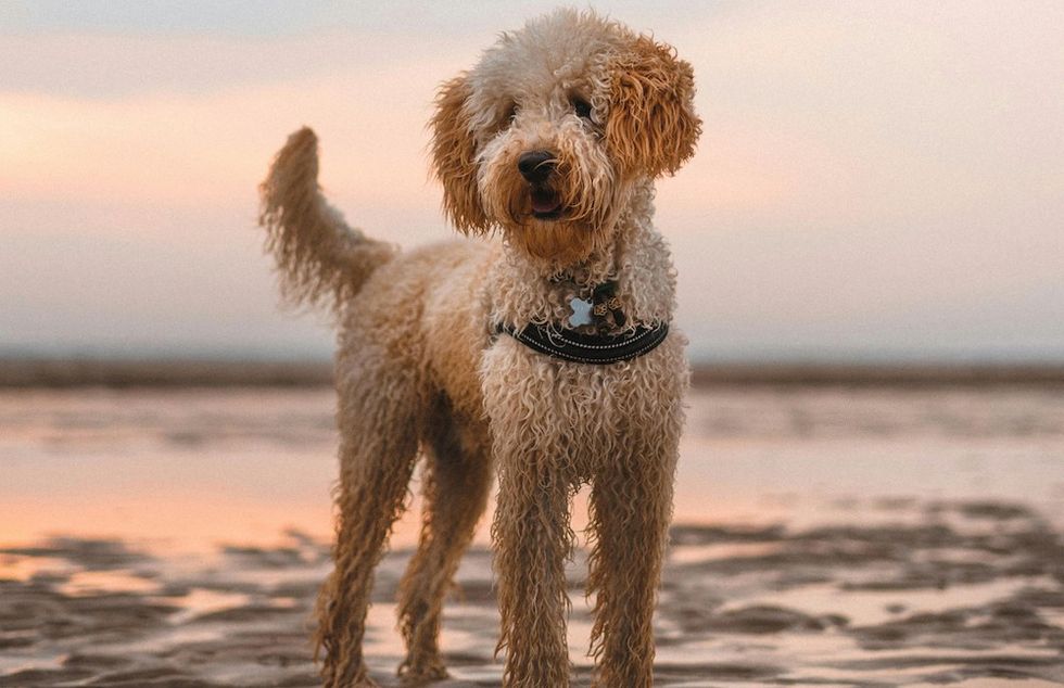 Labradoodle