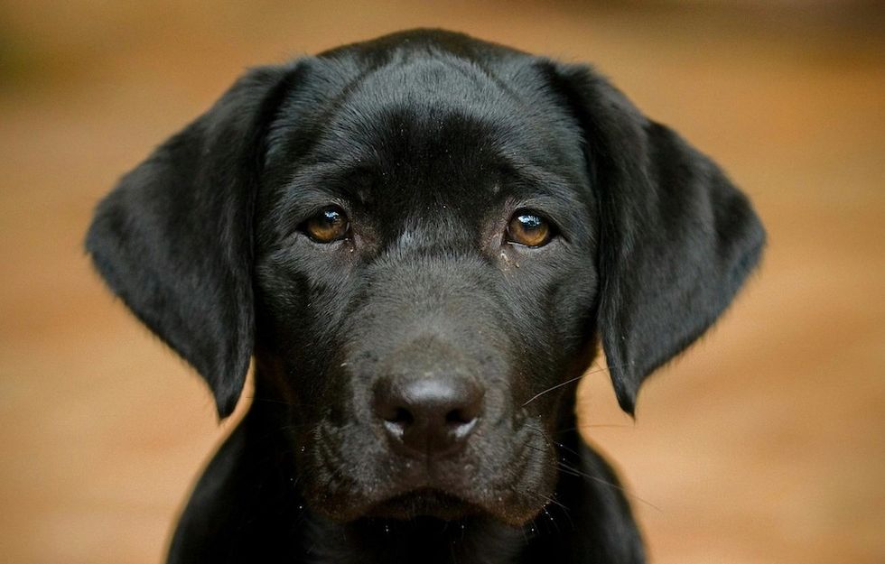 Labrador Retriever