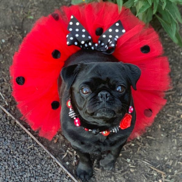 ladybug dog costume
