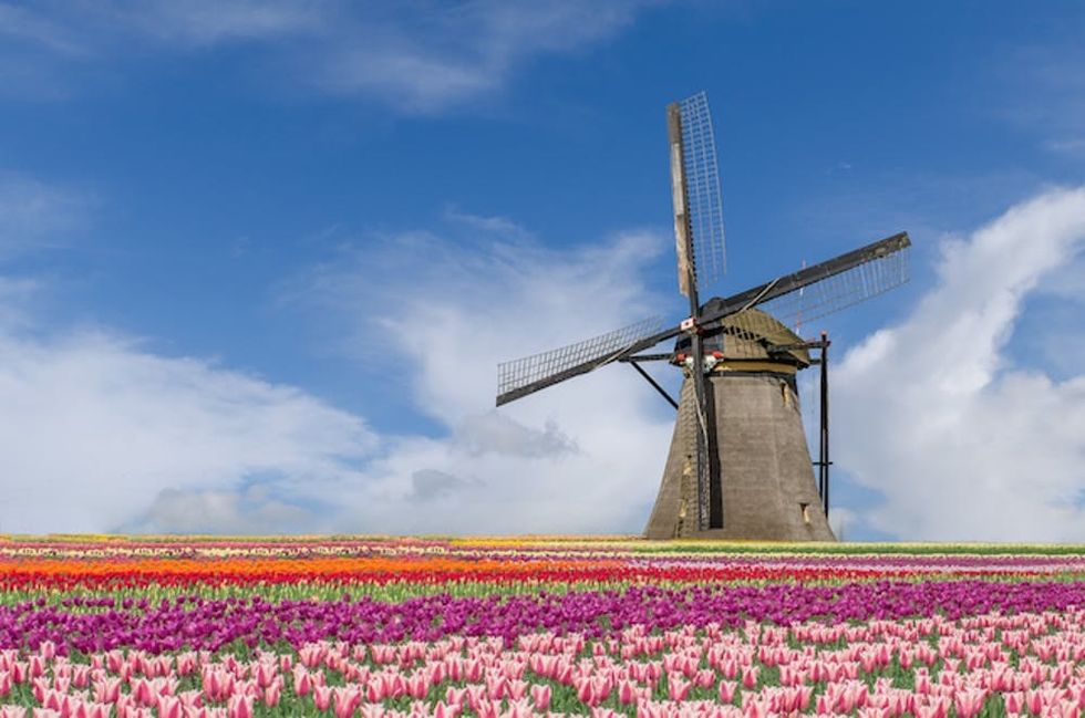 Landscape of Netherlands bouquet of tulips and windmills in Amsterdam, Netherlands.
