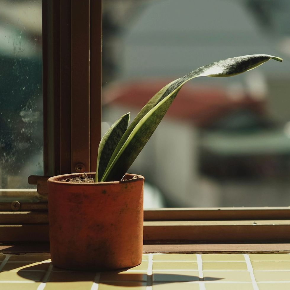 leaning houseplant