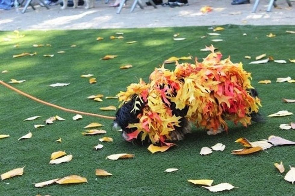 leaves dog costume