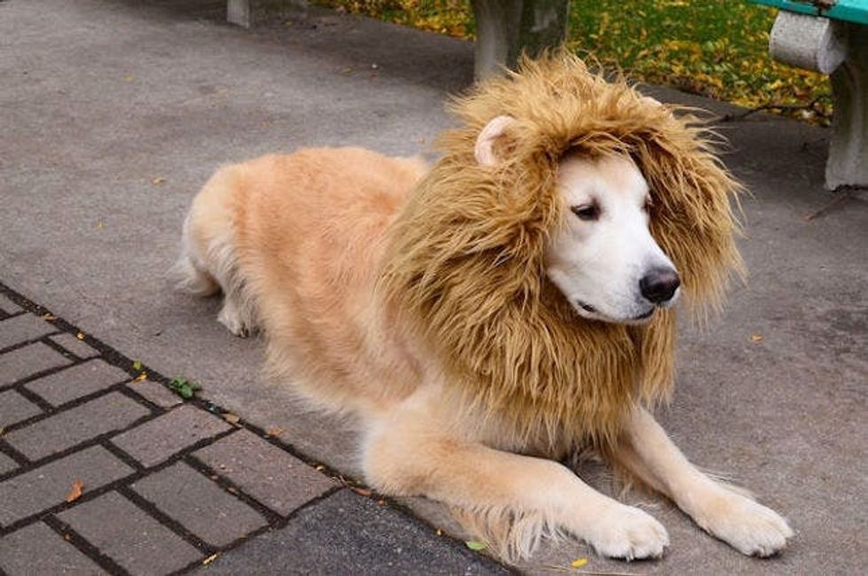lion dog costume