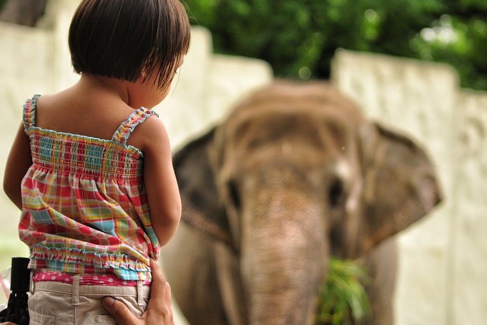 Little girl watching elephant